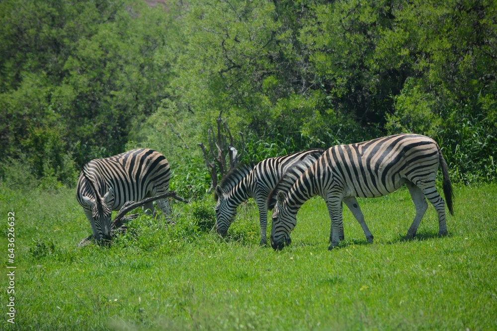 Zebra standing among the dry bushes during winter in the Kruger National Park South Africa. Zebra standing among the dry bushes during winter in the Kruger National Park South Africa.