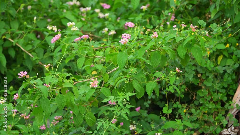 The pale pink and white flowers have long vision
The pale pink and white flowers have long vision