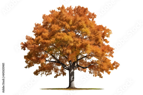 Northern Red Oak tree isolated on transparent background - high quality PNG of a deciduous tree native to North America