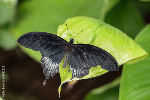butterfly on leaf © Beautyimages