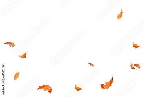 Falling isolated autumn colored leaves png. Autumn Set. Photo Overlays. Leaves in autumn background isolated space for your text	