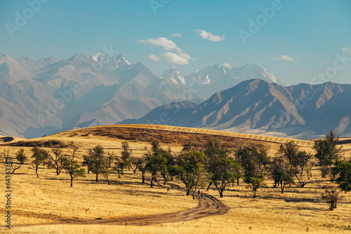 trees in the mountains