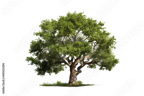 Tree with green leaves and brown trunk isolated on transparent Background