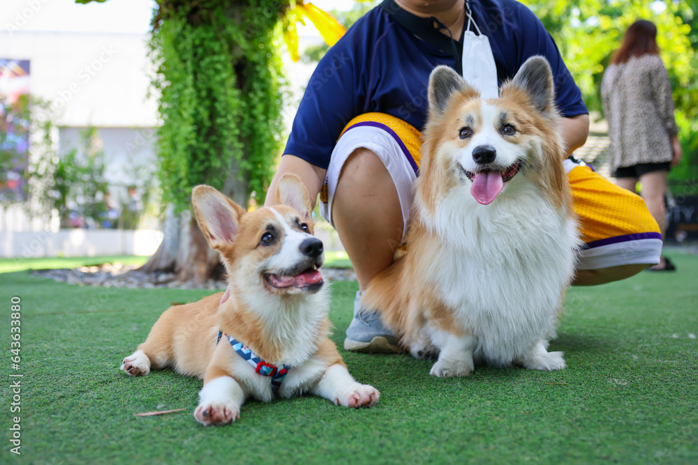 Happy dogs Welsh Corgi Pembroke with friends play and do exercise together in the pet park with artificial grass. Happy dogs Welsh Corgi Pembroke with friends play and do exercise together in the pet park with artificial grass.