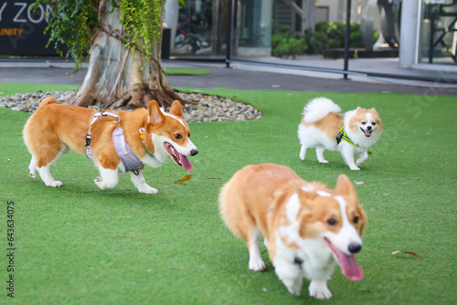 Happy dogs Welsh Corgi Pembroke with friends play and do exercise together in the pet park with artificial grass. © chayakorn