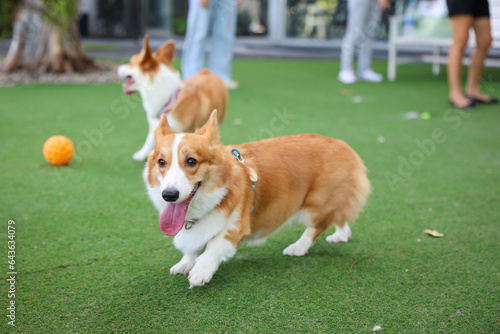 Happy dogs Welsh Corgi Pembroke with friends play and do exercise together in the pet park with artificial grass.