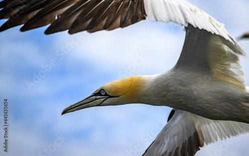 Foto Close up of northern gannet