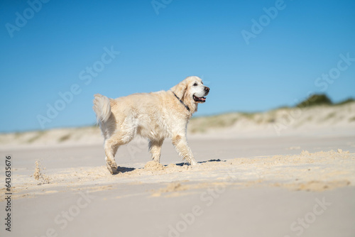 Photography white Labrador Retriever dog on beach