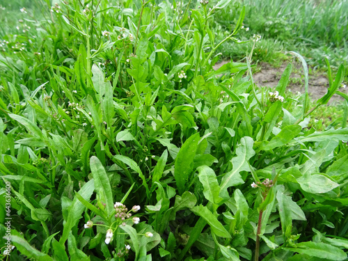 Capsella bursa-pastoris, weed in agriculture, growth in natural conditions close-up photo