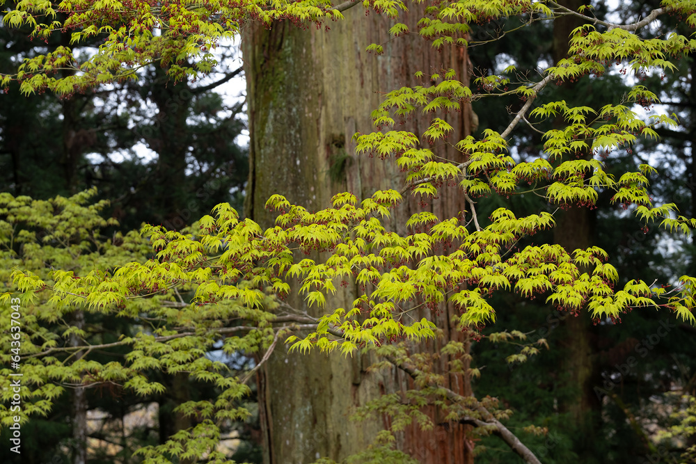 Japanese maple in an old forest Japanese maple in an old forest