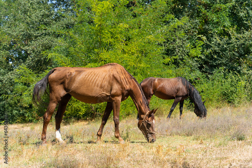 Elegant brown horse feeding in wild nature in grass © Elton Xhafkollari