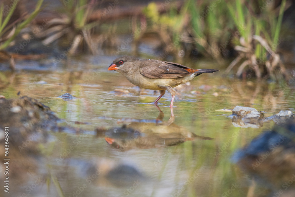 Red-Avadavat(Amandava amandava), beautiful bird in the puddle. Red-Avadavat(Amandava amandava), beautiful bird in the puddle.