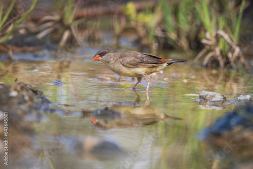 Red-Avadavat(Amandava amandava), beautiful bird in the puddle.