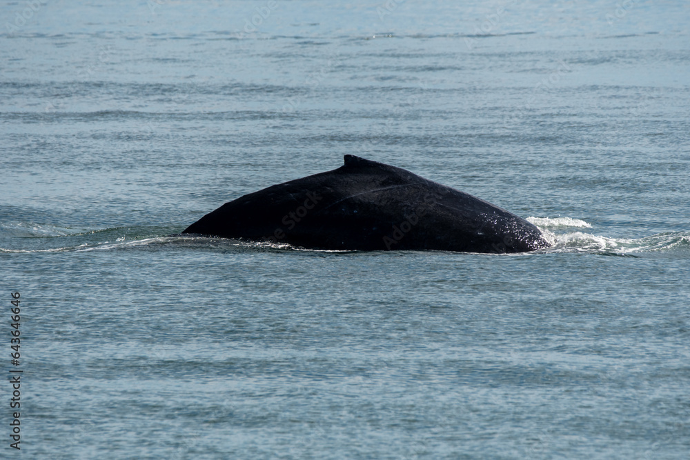 Fototapeta premium Humpback Whale's Back