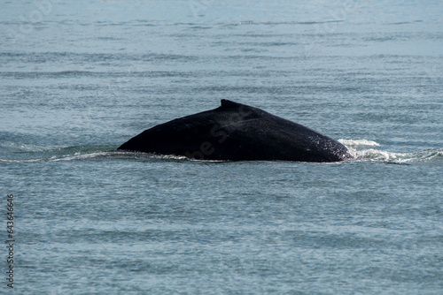 Humpback Whale's Back