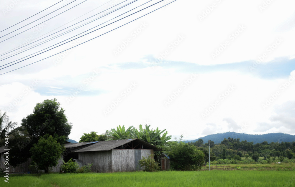 Green rice fields come back again in the rainy season.
Green rice fields come back again in the rainy season.