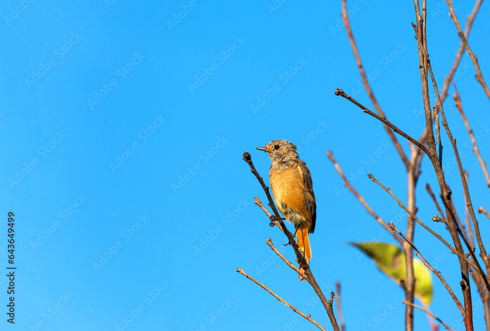 Female redstart garden songbird with red breast and tail on apple tree branch in autumn at sunset against blue sky (lat. Phoenicurus phoenicurus). Redstart is from flycatcher family, passerine order Female redstart garden songbird with red breast and tail on apple tree branch in autumn at sunset against blue sky (lat. Phoenicurus phoenicurus). Redstart is from flycatcher family, passerine order