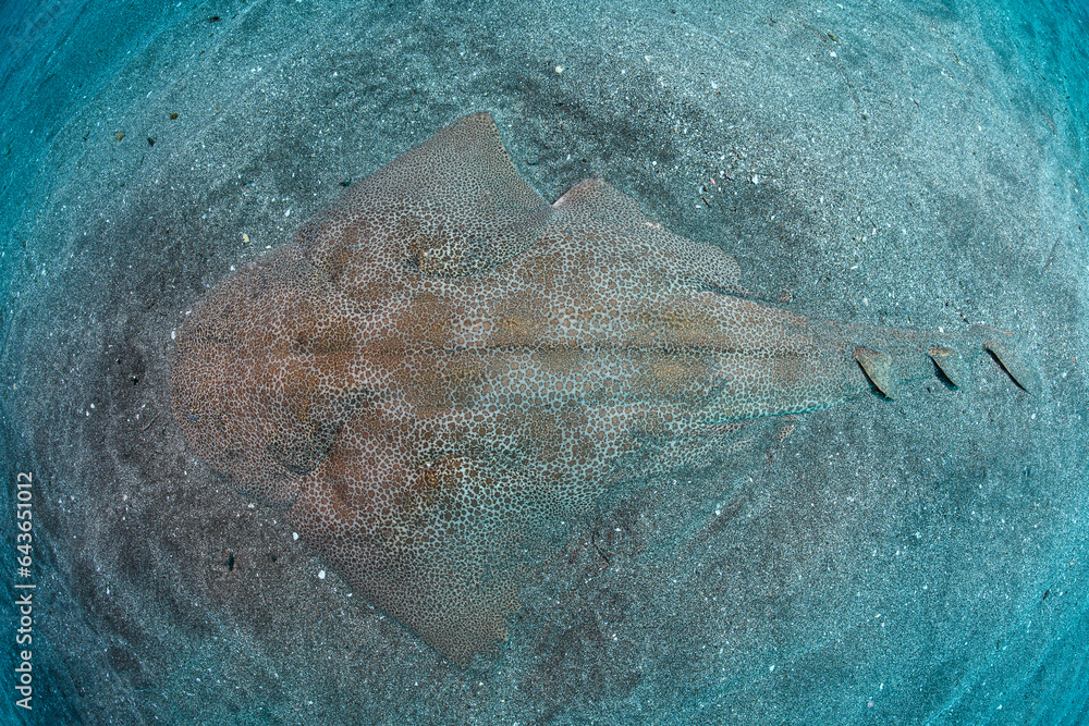 Japanese Angelshark Swimming Underwater in Chiba, Japan