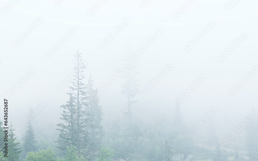 Obraz premium coniferous forest in fog