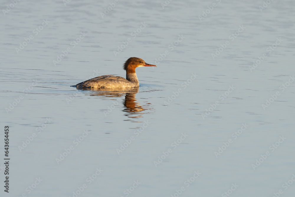 Red-breasted merganser (Mergus serrator) on the water Red-breasted merganser (Mergus serrator) on the water