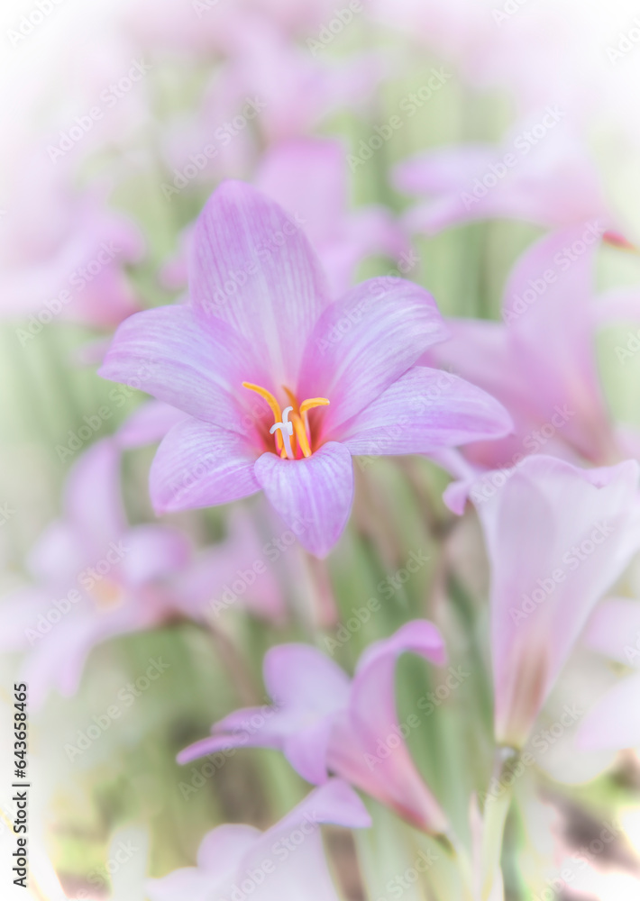 Blooming Rain Lilies, Fresh with Soft Dreamy Effect Blooming Rain Lilies, Fresh with Soft Dreamy Effect