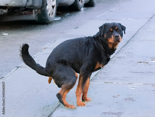 rottweiler defecate in twon photo