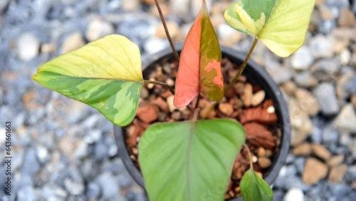 Homolomena Rubescens variegated in the pot      photo