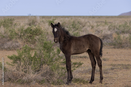 Cute Wild Horse Foal in the Utah Desert in Springtime © natureguy