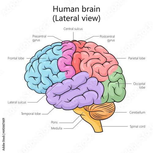 Human brain structure lateral view diagram schematic vector illustration. Medical science educational illustration