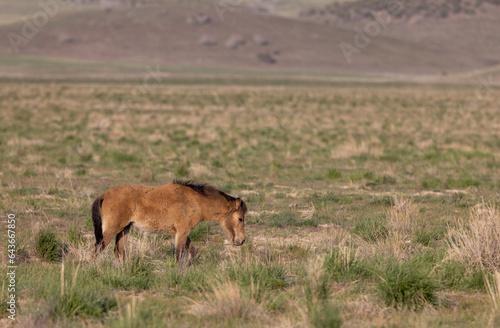 Fototapeta Naklejka Na Ścianę i Meble -  Cute Wild Horse Foal in the Utah Desert in Springtime