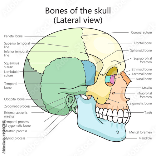 Human skull bones structure lateral view diagram schematic vector illustration. Medical science educational illustration