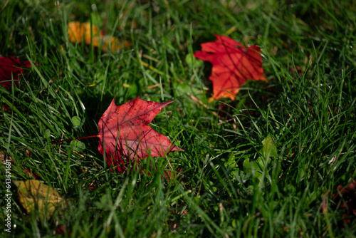 Autumn leaves on green grass.