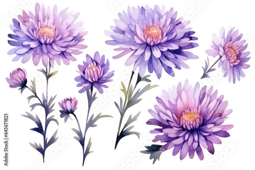 Watercolor image of a set of aster flowers on a white background