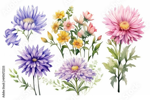 Watercolor image of a set of aster flowers on a white background