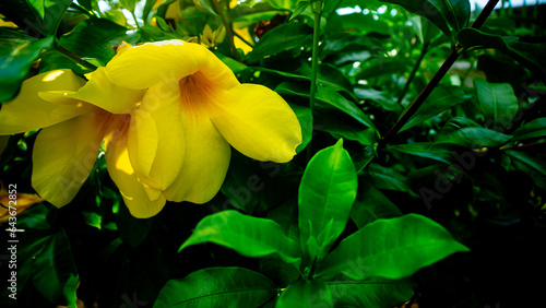 amazing and beautiful yellow allamanda flower