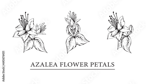 vector sketch illustration of azalea flower petals.