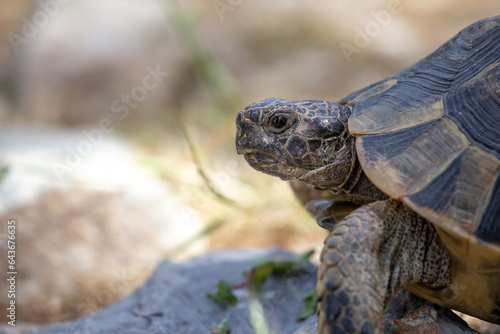 Eastern Hermann's tortoise with face. Macro photo with bright background. Soil Turtle.