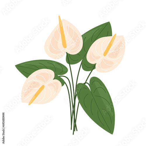 cream anthurium bouquet;  funeral, obituary flowers- vector illustration
