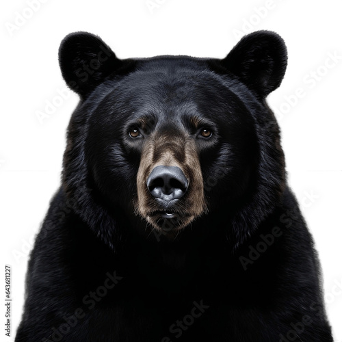 Majestic Black Bear on Isolated Background. Generative AI © Muhammad