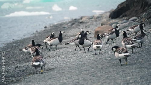 Barnacle goose living on coast of glacier lagoon in summer at Iceland photo