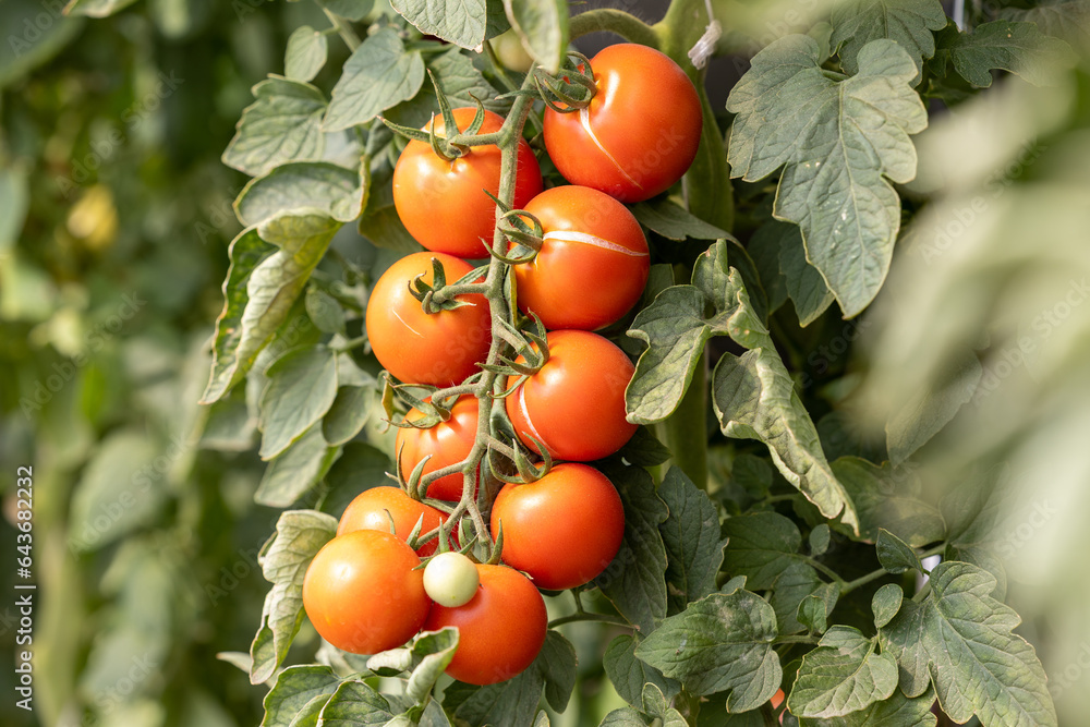 Beautiful red ripe tomatoes. Bush tomatoes of a new crop grown in a greenhouse. Close-up.