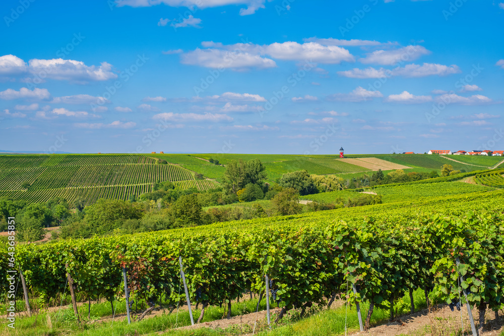 Hike through the vineyards near Wörrstadt/Germany in Rheinhessen with the Burgundy Tower in the background