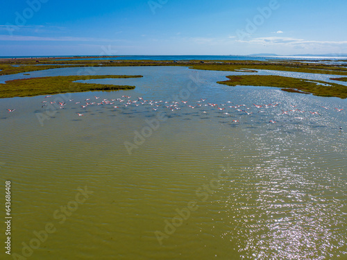 Flock of flamingos above the river Ebro  the delta region of the Ebro River in the southwest of the Province of Tarragona in the region of Catalonia in Spain