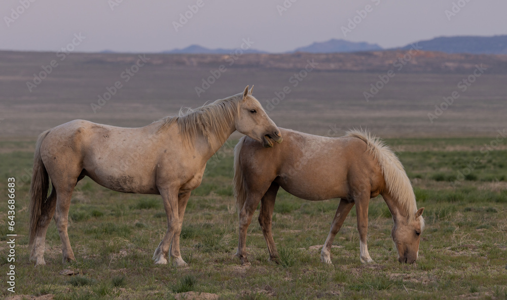 Wild Horses in the Utah Desert in Spring