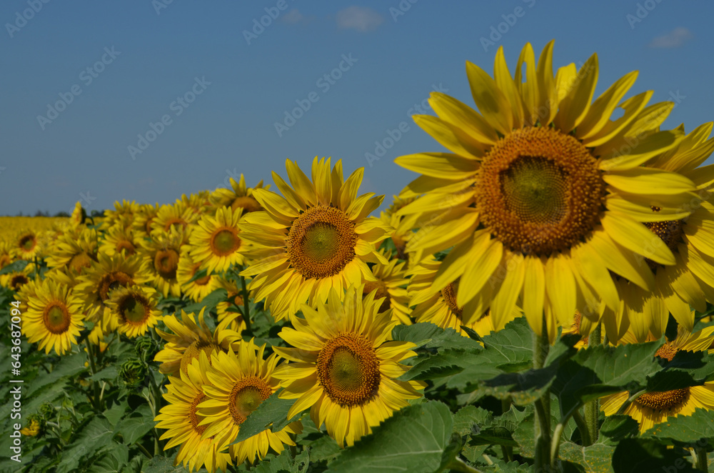 Fototapeta premium Солнечные подсолнухи Sunny sunflowers
