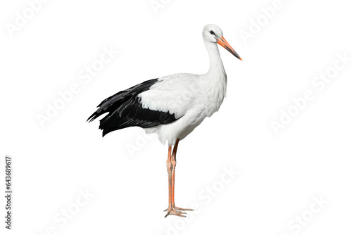 Crane bird full length isolated on transparent background. Black and white Crane is tall, long-legged, long-necked bird. PNG