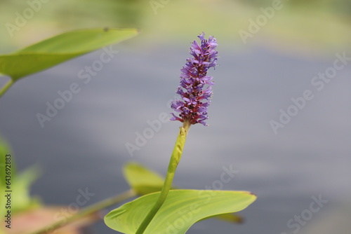 Pontederia cordata. Pike weed,  aquatic plant with violet flowers. photo