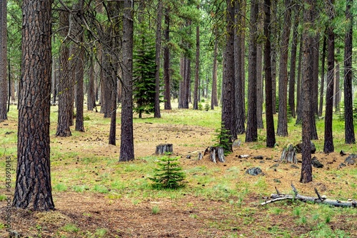 A Pine tree forest in a grass meadow at Black Butte Ranch near Sisters  Oregon