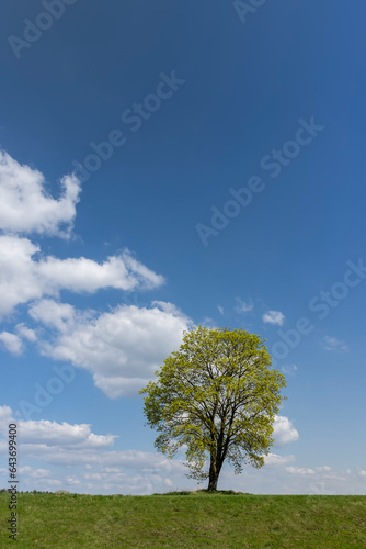 old tall maple in early spring without green foliage