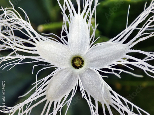 snake gourd flower Trichosanthes cucumerina macro photo  photo